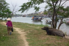 Water buffalo taking a break