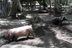 malapascua.logon_.pig_.farming