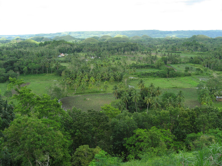 Rice Fields