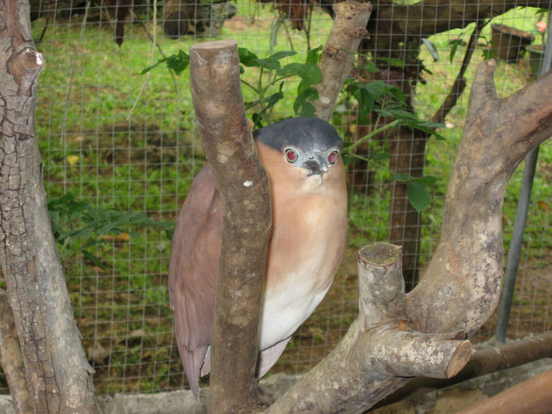 Birds at the Panglao Mini-Zoo