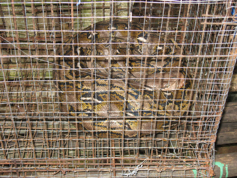 Boa constrictor feeding