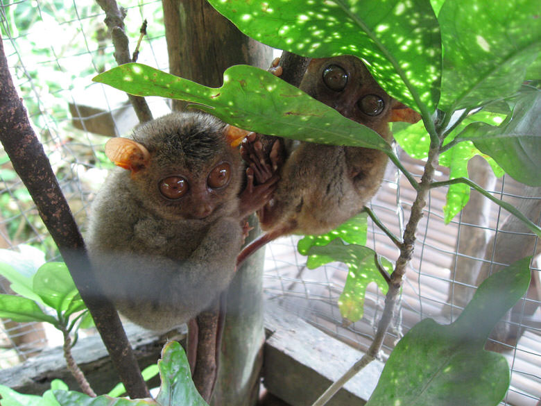 Tarsier Couple